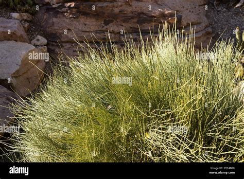 Ephedra Plant Hi Res Stock Photography And Images Alamy