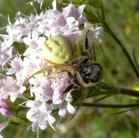 Ver Nderliche Krabbenspinne Mit Beute Ngid Flickr