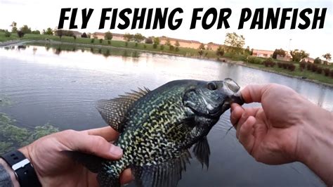 Slaying Bluegill Crappie And Bass With A Budget Fly Rod Fly Fishing