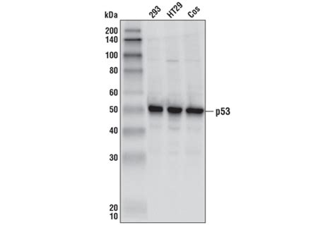 P53 Antibody Cell Signaling Technology