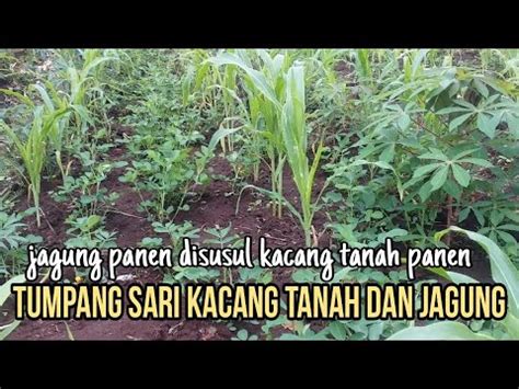 Tumpang Sari Tanaman Jagung Dengan Kacang Tanah YouTube