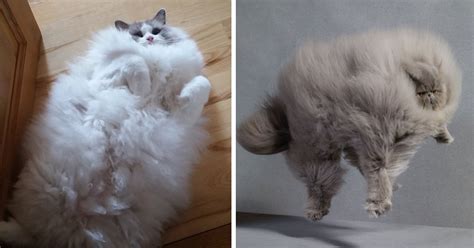 20 Of The Fluffiest Cats In The World Bored Panda