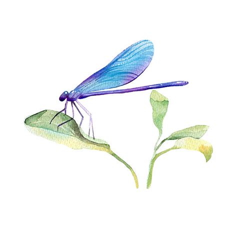 260+ Watercolor Dragonfly Clip Art Stock Illustrations, Royalty-Free ...