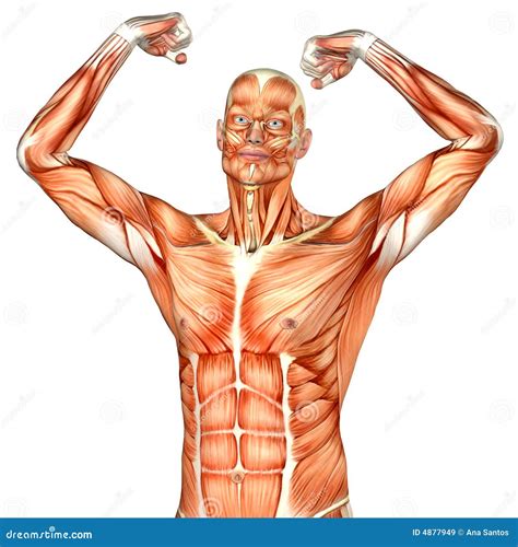 Anatomia Masculina Do Corpo Humano Parte Superior Ilustra O Stock