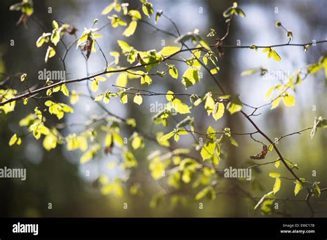 Beech Tree Leaves Stock Photo - Alamy