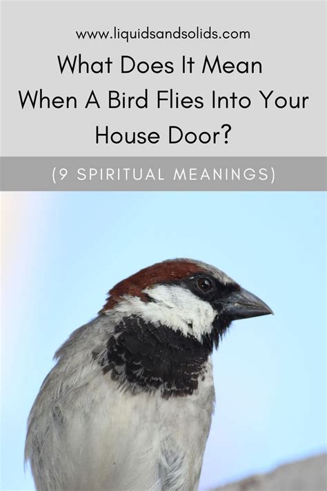 Brown Bird Flying Into House Spiritual Meaning