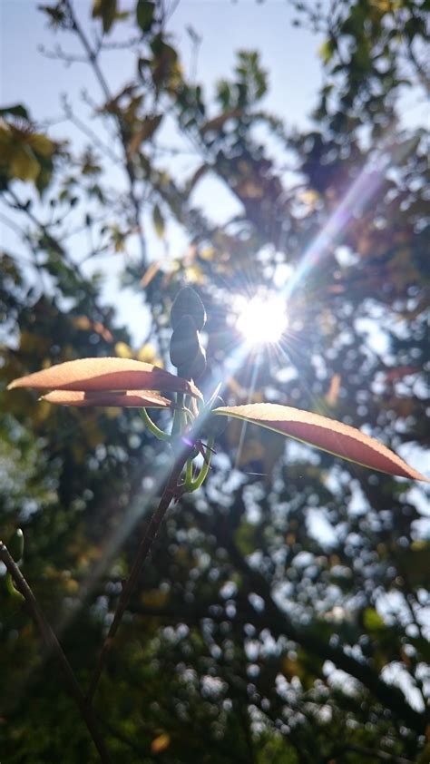 Free Images Tree Nature Forest Branch Plant Sunlight Leaf Flower Wildlife Green