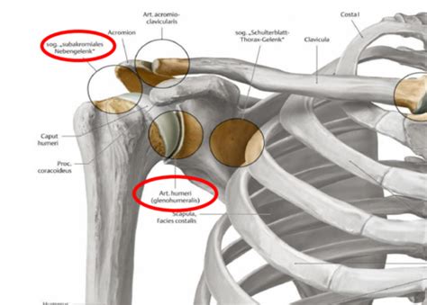 Articulatio Humeri Glenohumeralis Schulterg Rtel Karteikarten Quizlet