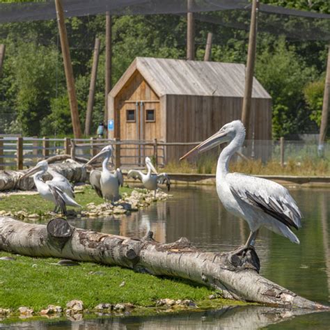 Arundel Wetland Centre | WWT