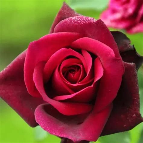 Teehybriden edelrosen rosa stark duftend Gräfin Diana Rosen