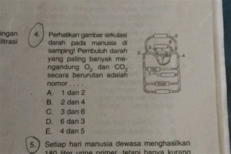 4 Perhatikan Gambar Sirkulasi Darah Pada Studyx