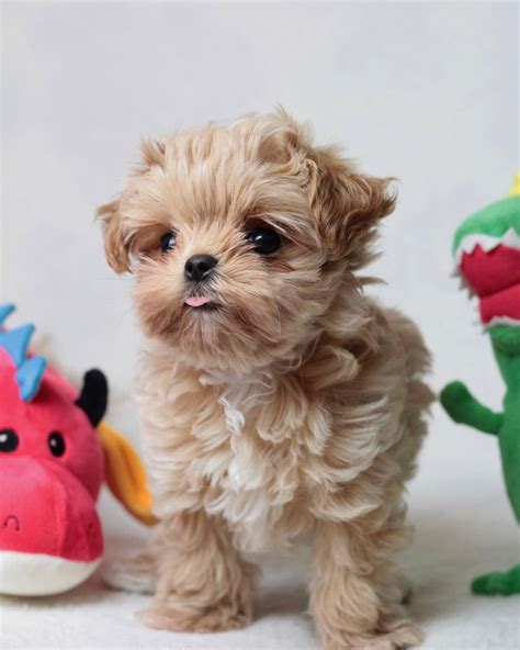 Maltipoo Puppies For Sale Under 400