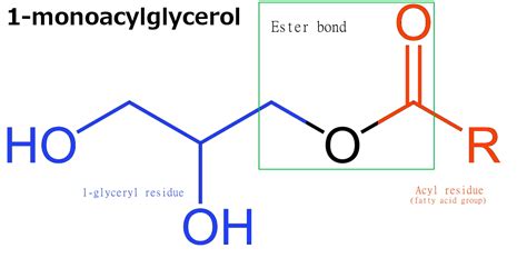 Monoglyceride - Wikipedia