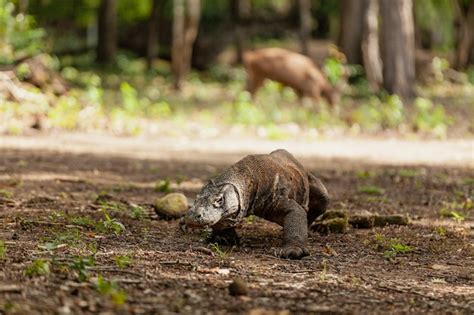 El dragón de Komodo caminando con su lengua bifurcada afuera Foto Premium