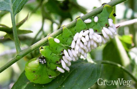 Organic Tomato Hornworm Control