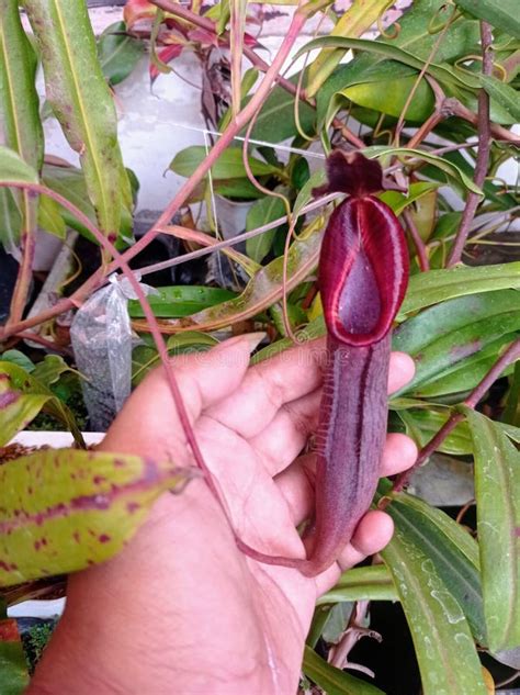 Purple Pitcher Of Nepenthes Species Hybrid Stock Image Image Of