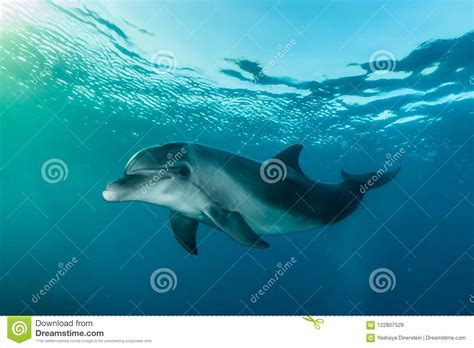 One Dolphin Swimming With Divers In The Red Sea Stock Image Image Of