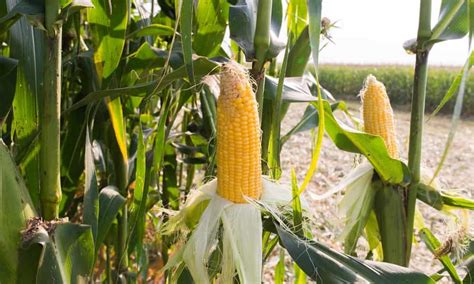 How To Plant Harvest And Store Sweet Corn The Daily Gardener