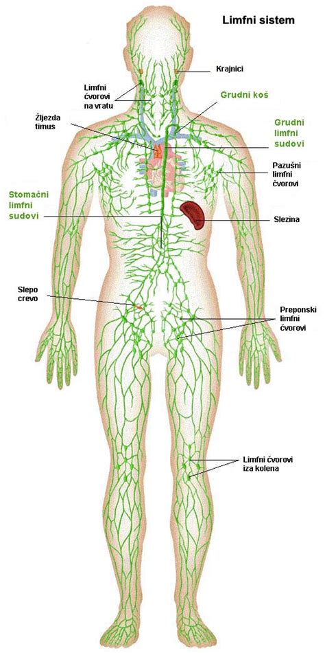 LIMFOTOK uloga značaj i funkcionisanje limfnog sistema