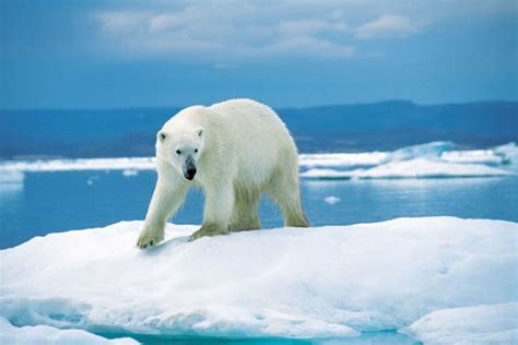 Urso polar características e comportamento Toda Matéria