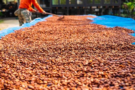 Organic Cocoa Beans Drying Stock Photo At Vecteezy