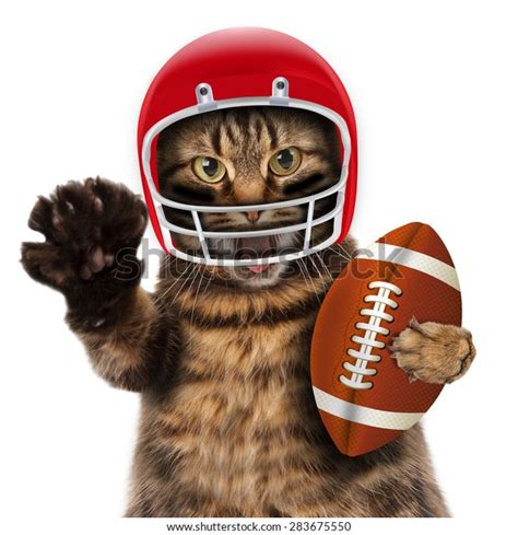 4365 Cat With Football Images Stock Photos And Vectors Shutterstock