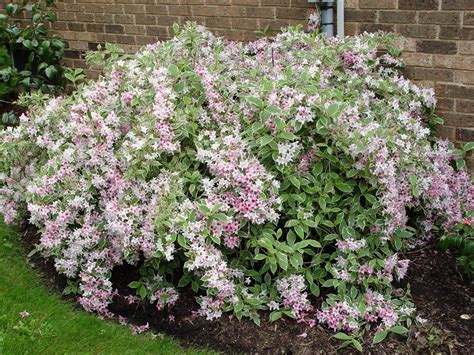 Dwarf Variegated Weigela