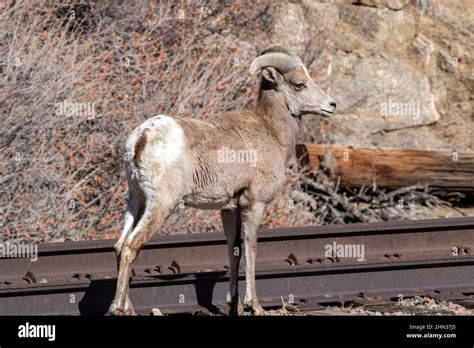 Young Desert Bighorn Ram Hi Res Stock Photography And Images Alamy