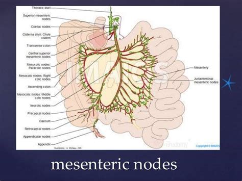 Gross Anatomy Of The Jejunum Including Blood And Nerve Supply Veno