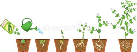 Flower Plant Life Cycle Isolated On Whit Background For Education Stock