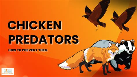 Predators For Backyard Chickens And How To Prevent Them Chicken Dirt