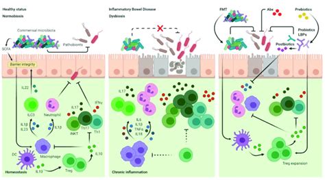 Homeostatic And Pro Inflammatory Role Of The Gut Microbiota And