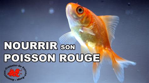 Combien De Fois Nourrir Un Poisson Rouge