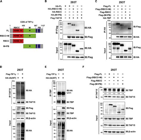 Tif Inhibits Lung Adenocarcinoma Emt And Metastasis By Interacting