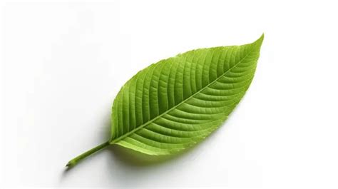 Singular Leaf Portrayed On Blank Canvas D Rendering Background Eco