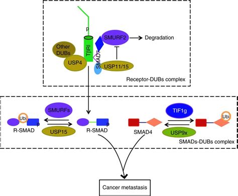 Effects Of Usp Usp And Usp X On Tgf Type I Receptor And Smads