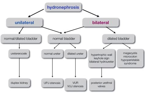 Clinical Algorithm For The Differential Diagnosis In Fetal Hydronephosis Download Scientific