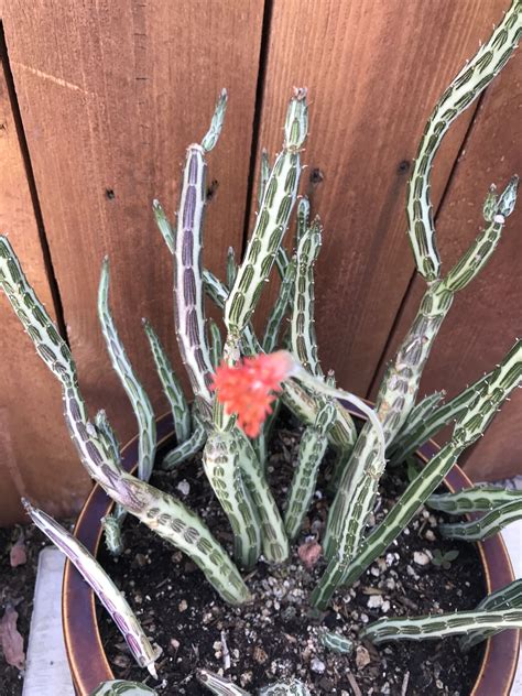 Senecio stapeliiformis – Artofit