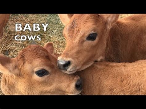 baby cows playing  school kids talking baby  compilation