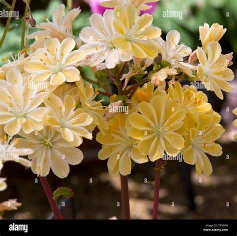 Für elise Fotos und Bildmaterial in hoher Auflösung Alamy