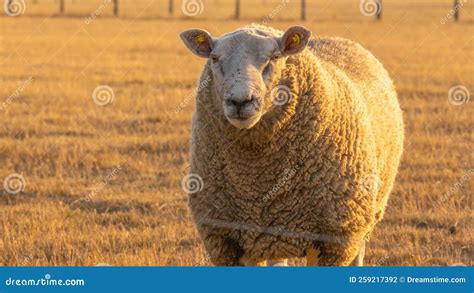 White Sheep Portraitbreeding Sheepfarm Animals White Lamb In Paddock