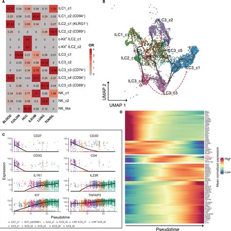 Frontiers Tissue Specific Imprinting On Innate Lymphoid Cells During