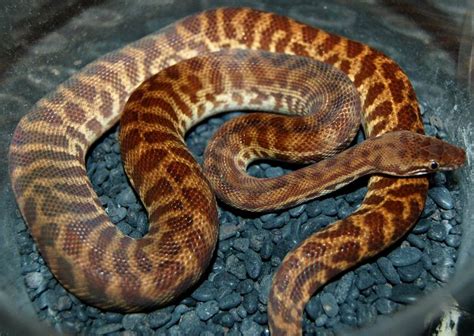 Stimson's Python Facts and Pictures | Reptile Fact