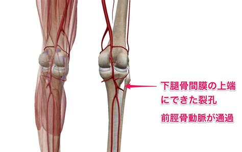 膝窩動脈と静脈