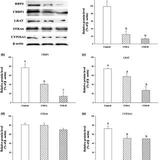 Mechanism Of Cosinduced Retinol Metabolism Disruption Rol Retinol