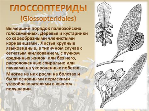 Ископаемые растения - презентация онлайн