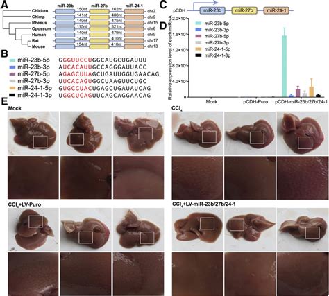 The Mir B B Cluster Significantly Alleviated Ccl Induced