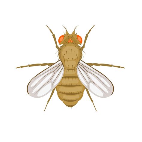 Vector Illustration Fruit Fly Or Vinegar Fly Drosophila Melanogaster