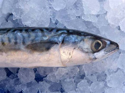 Japanese Amberjack - Profile | Facts | Size | Habitat | Nutrition - SeaFish