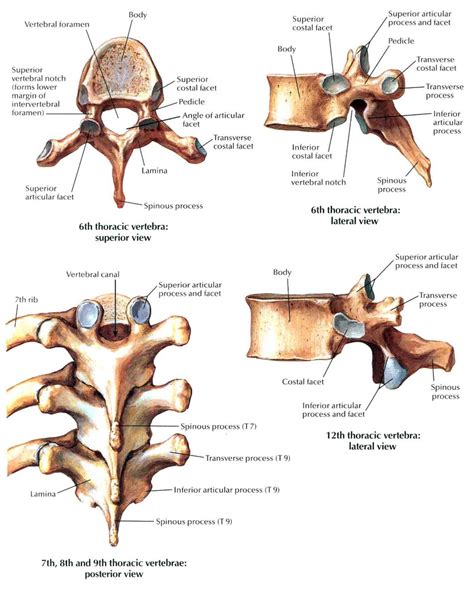 Vertebra Diagram | Quizlet